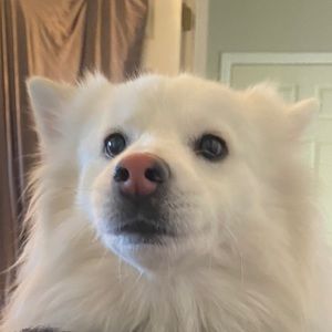 Meet your Posher, Joe